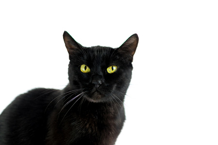 Black cat on a white background.の写真素材
