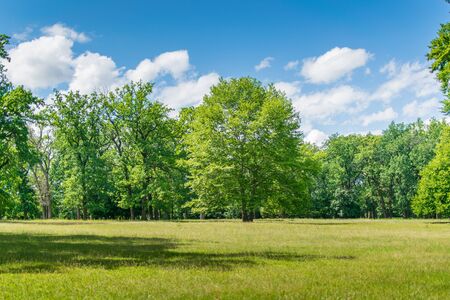 Green forest in summer.の写真素材