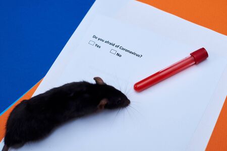 Are you afraid of coronavirus - a question on paper with options Yes and No and a living rat.