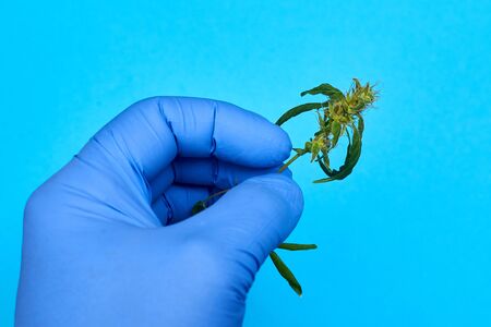 Hand in glove holds marijuana on a blue background. Medical application hemp concept.の写真素材