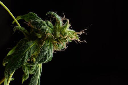 Marijuana flower, hemp closeup macro on a black background. Place for text.の写真素材