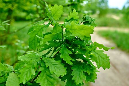Oak branches with green leaves.
