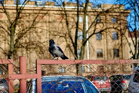 A crow sits on a fence in the city.の写真素材