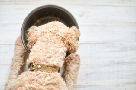 Dog eats from a pan on a white wooden background.
