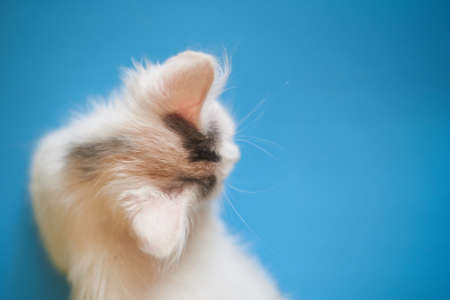 White kitten with open mouth on a blue background.の写真素材