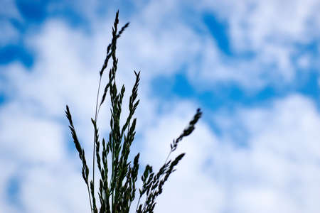 bunch of grass against the sky.の写真素材