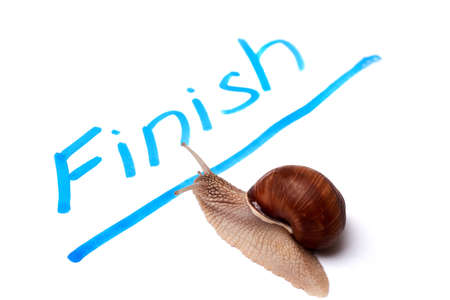 snail race. The snail crosses the finish line. Isolated on a white background.の写真素材
