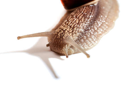 Snail on a white background. Isolated.