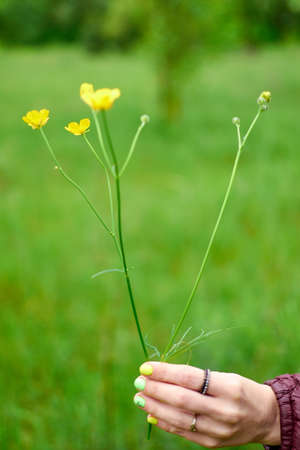 Woman holds wild flower in her hand on a green background.