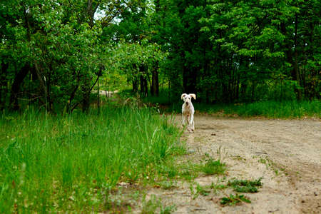 The dog runs along the road in the forest.