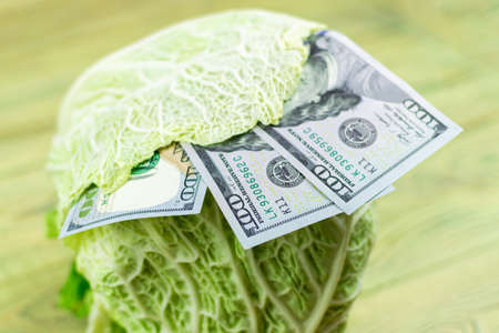 Dollars and cabbage. Hundred dollar bills grow like a vegetable.の写真素材