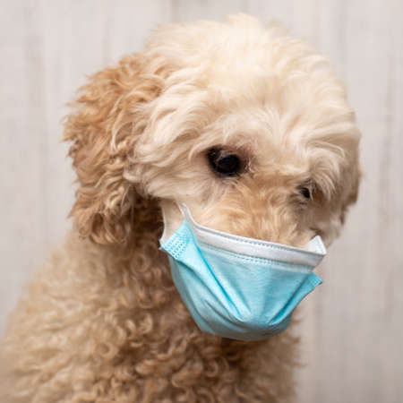 Muzzle of a dog in a medical mask. Coronavirus protection, quarantine concept.の写真素材