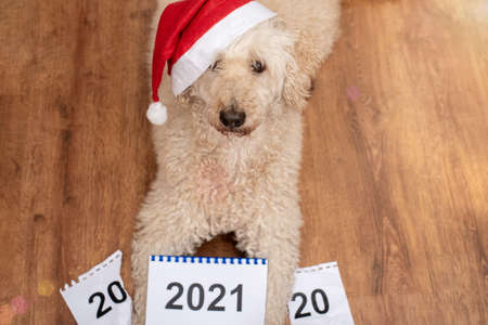 The dog and 2021. There is a torn calendar for the outgoing year 2020.の写真素材