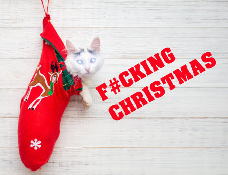 Fucking christmas lettering on a white background. A kitten with sparkling eyes in a Christmas sock.の写真素材