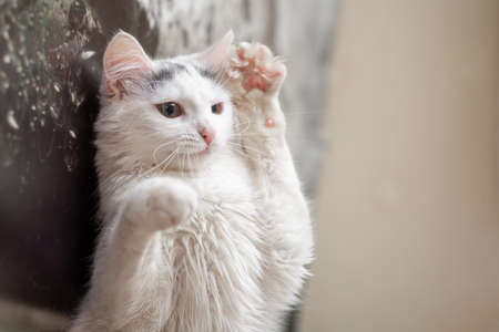 The white cat is holding its paws raised.の写真素材