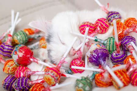 Kiev, Ukraine - February 07, 2021: Chupachups candies lie on a sleeping white cat.のeditorial素材
