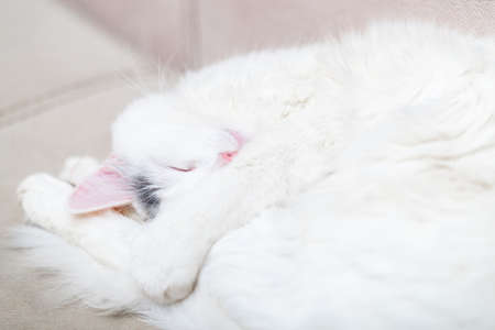 A fluffy white cat sleeps curled up.の写真素材