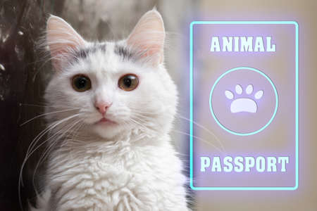 Animal, cat passport. Documents for animals, veterinary passport concept. White cat with a passport.