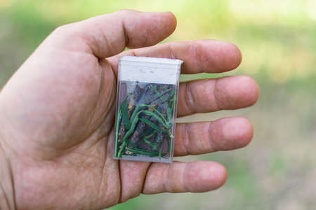 Herb in a transparent box. Homemade souvenir in a man's hand.