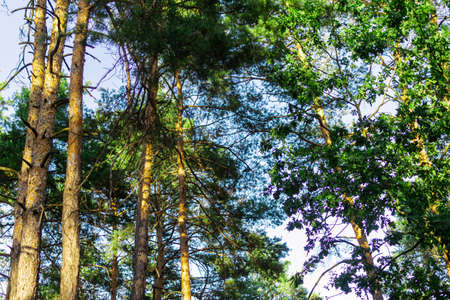 View of the green forest. Pine trees and green grass in the park. Natural beauty in summer.