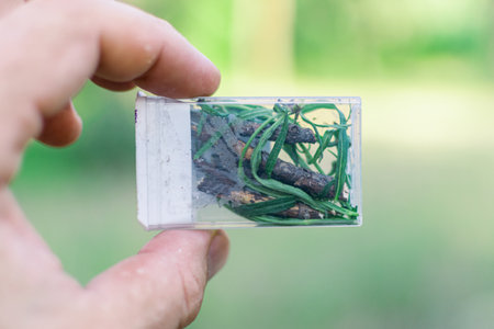 Herb in a transparent box. Homemade souvenir in a man's hand.