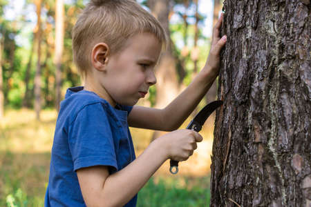 A young boy with a knife in the forest cuts a tree. Dangerous game, outdoor recreation.の写真素材