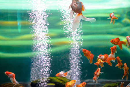 Goldfish in an aquarium with bubbles in the water.の写真素材