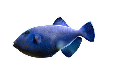 Blue ocean fish surgeon isolated on white background. Tropical fish.