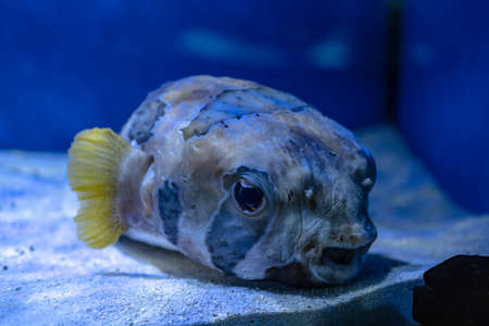 fish hedgehog lies on the sand in a marine aquariumの写真素材