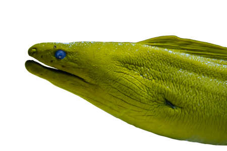 green moray eel fish head isolated on white background.
