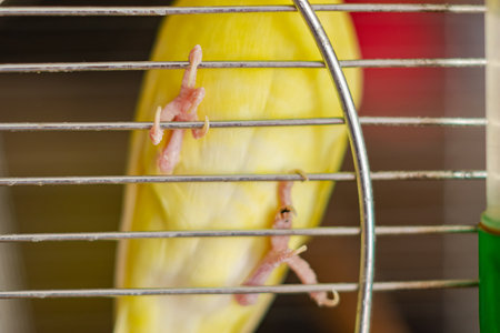 Yellow budgerigar in a cage. Bird in captivity, parrot breeding.の写真素材