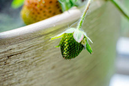 Green strawberry growing. Breeding, growing strawberries.の写真素材