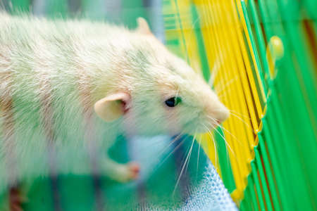 White tame rat in a cage. Breeding, keeping rats.の写真素材
