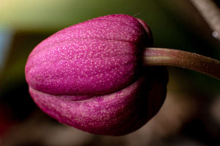 Red orchid bud close-up. Floral background.