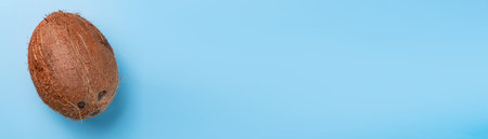 Whole coconut on a blue background. Place for text, banner.の写真素材