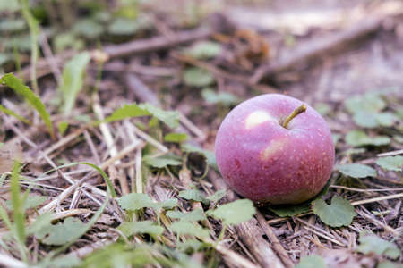 A ripe apple lies on a dry autumn ground.の写真素材