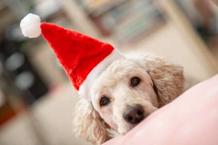 A sad, not cheerful dog in a New Year's hat rested its head on the sofa.の写真素材
