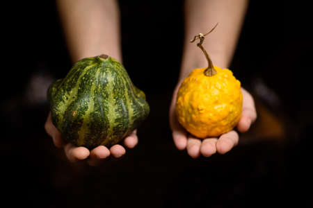 Different kind of bush pumpkin, dish pumpkin in female hands on a dark background.