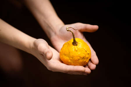 bush pumpkin, dish pumpkin on a woman's palm on a dark background.の写真素材