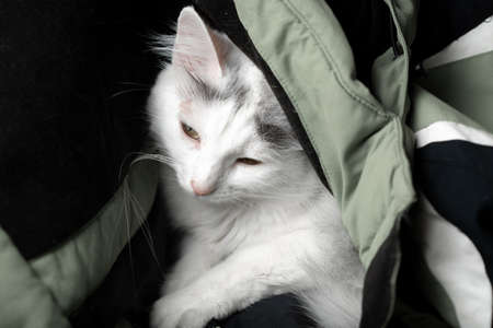 The white kitten falls asleep under the jacket.の写真素材