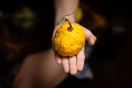 bush pumpkin, dish pumpkin on a woman's palm on a dark background.