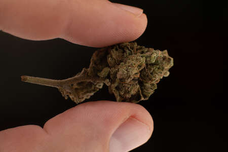 Marijuana flower bud macro close-up on a finger on a black background.