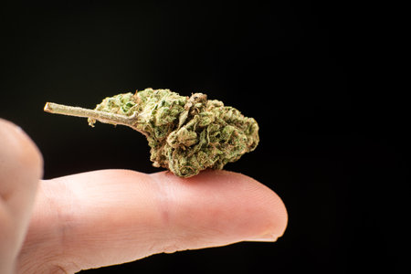 Marijuana flower bud macro close-up on a finger on a black background.