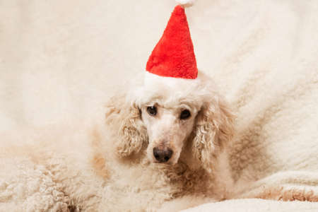 A large poodle dog in a New Year's hat is lying on the couchの写真素材