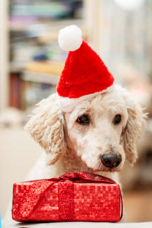 A sad, not cheerful dog in a New Year's hat near a gift.の写真素材