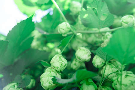 Fresh hop cones grow on a bush on a sunny day.の写真素材