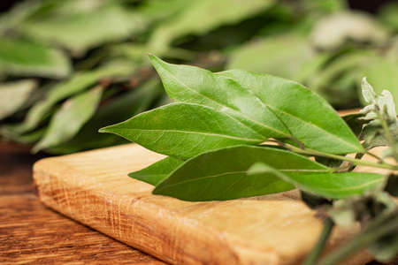 Bay leaves on a branch. macro. Light wooden background.の写真素材