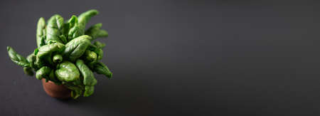 Bunch of spinach. dark background. Banner. Place for text.の写真素材
