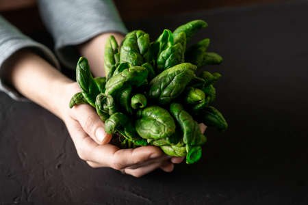 Bunch of fresh spinach in female hands. dark background. Vegetarianism concept. Health food.の写真素材