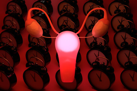 menopause concept. Female genital and organs alarm clocks on a red background. 3D rendering.の写真素材